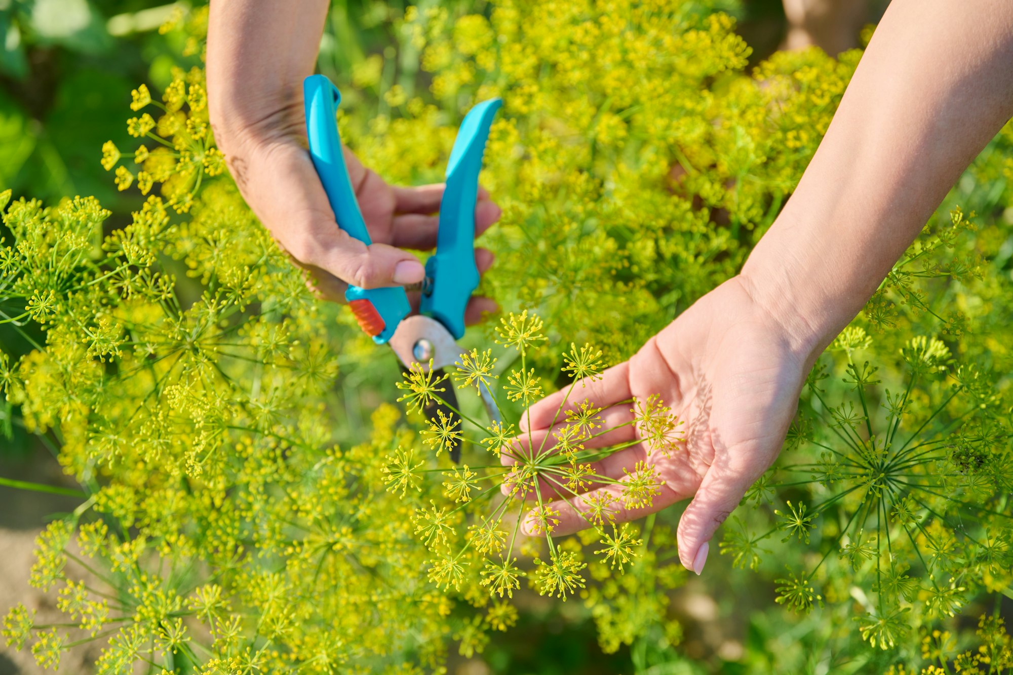 Woman hands with secateurs in garden picking flowering dill plants