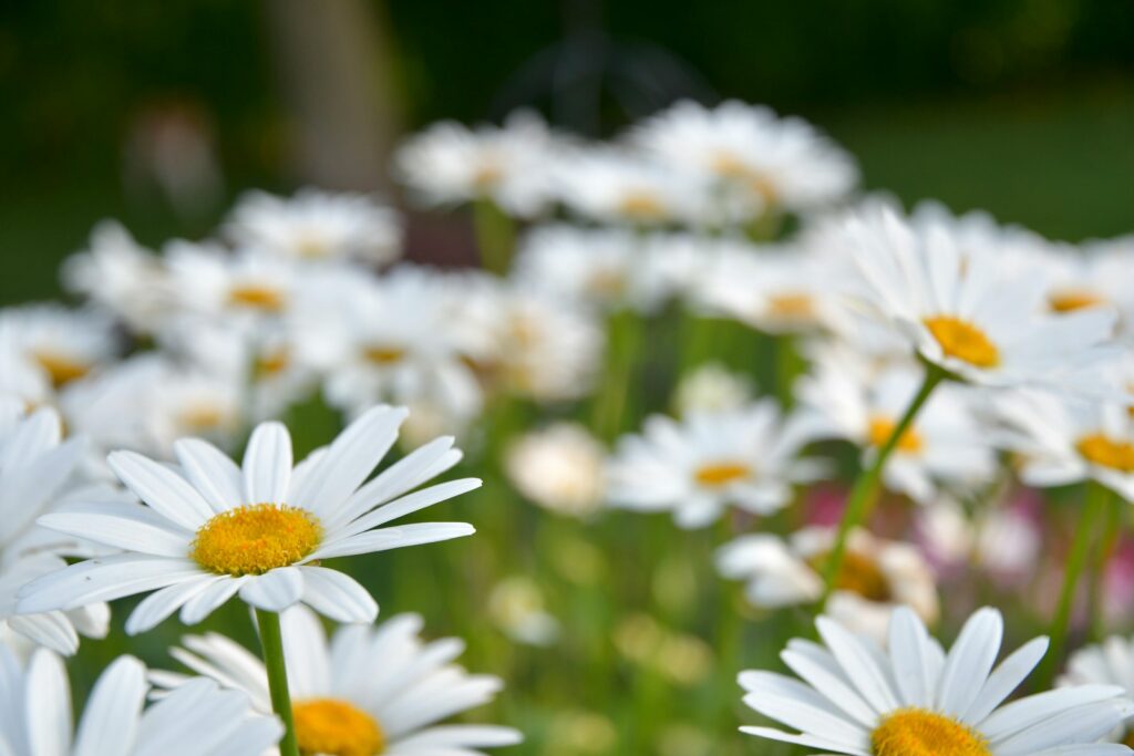 a close up of white flowers