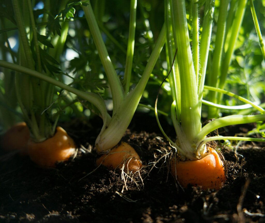 Carrots in The ground growing