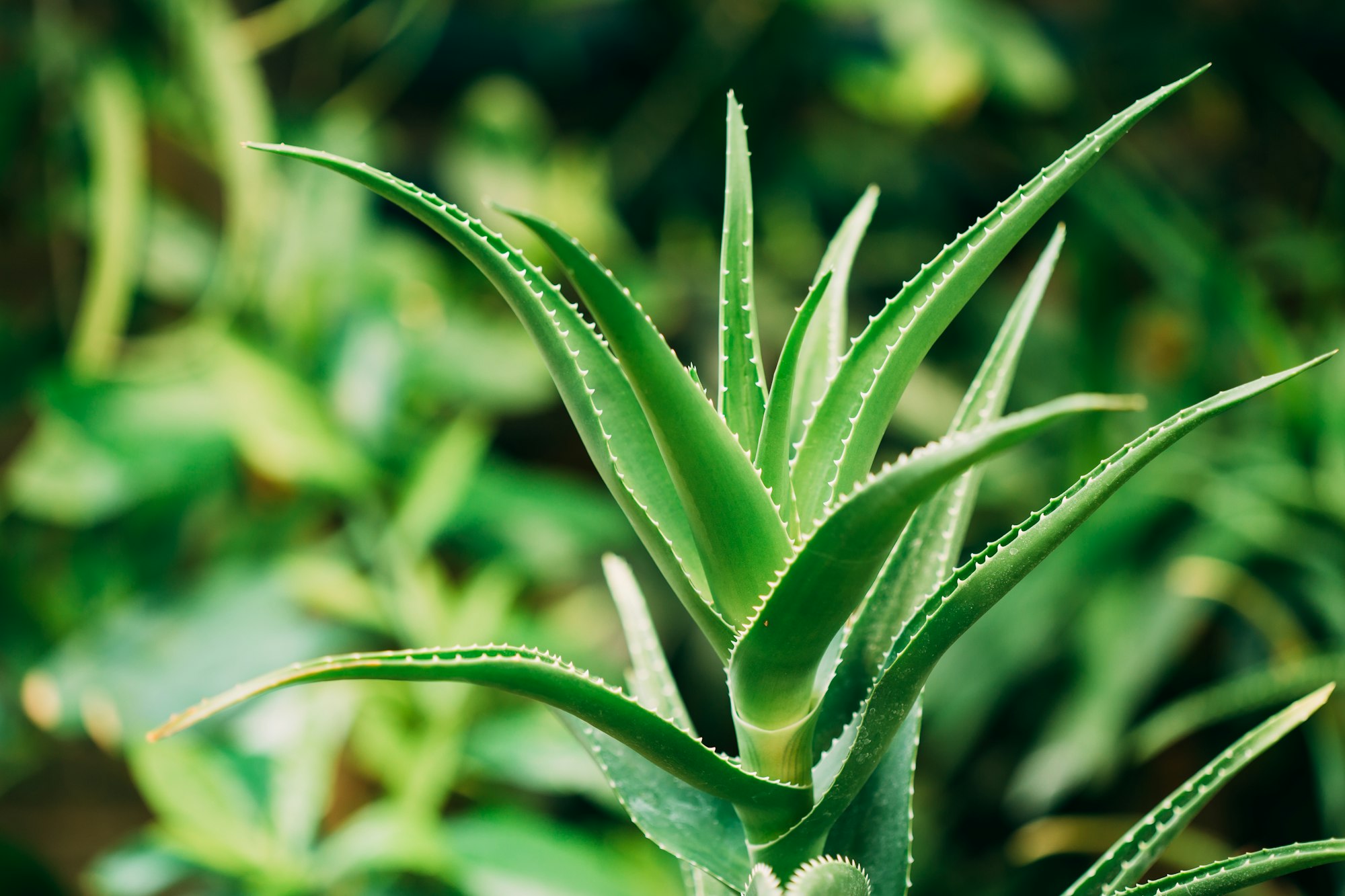 Close View Of Aloe Arborescens In Botanical Garden