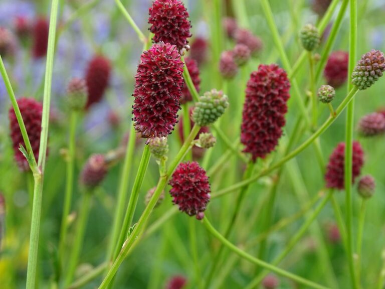 Growing and Caring for Burnet Plants: A Comprehensive Guide