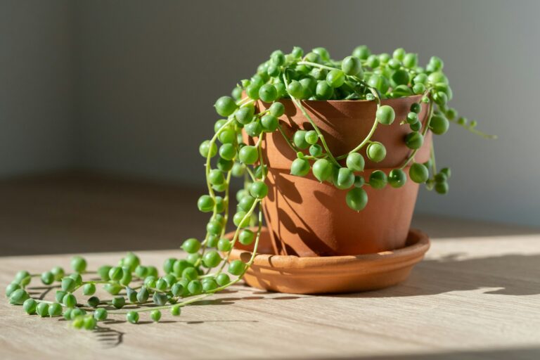 10 Adorable Cute and Tiny Houseplants for Small Spaces