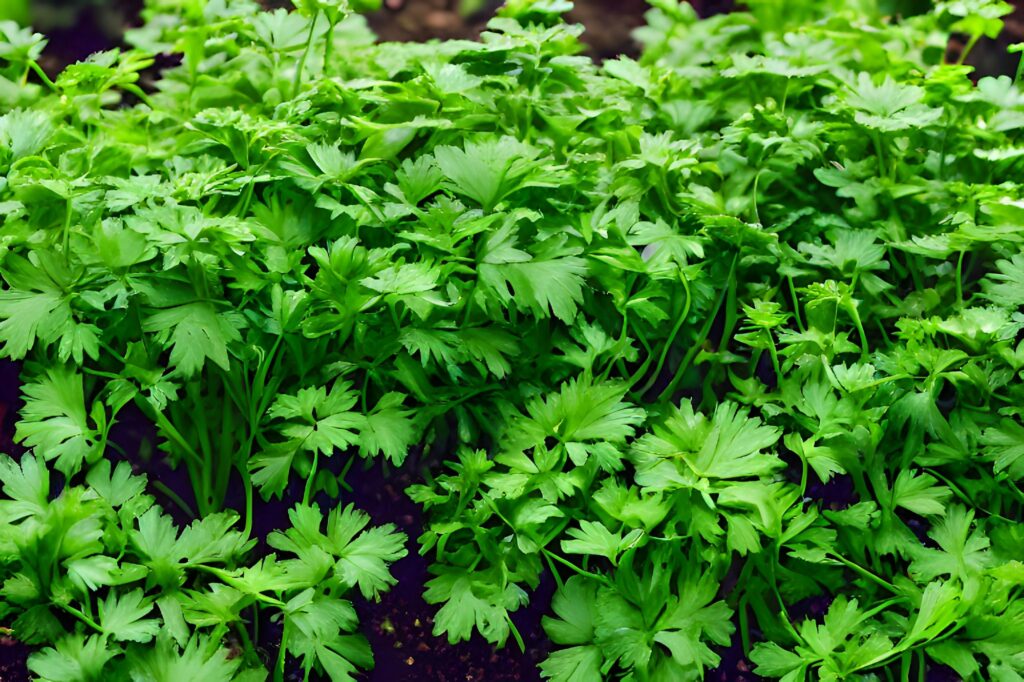 Closeup shot of bright green cilantro growing on a farm