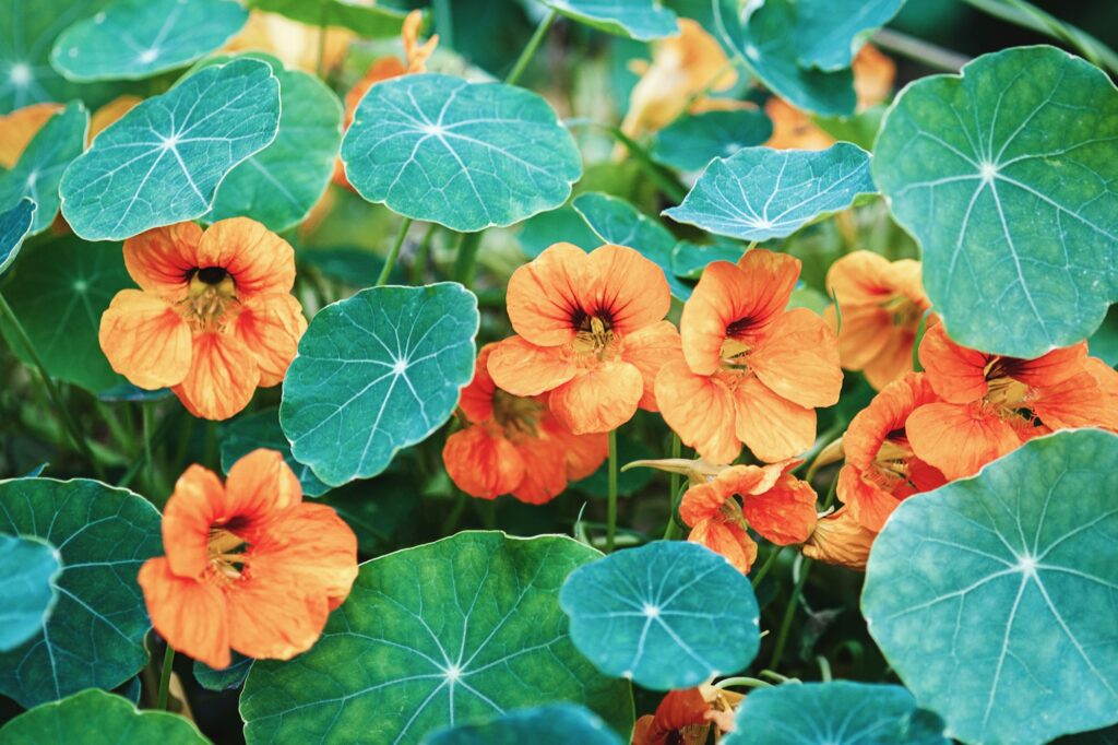 Nasturtium plant with orange flowers growing in the garden