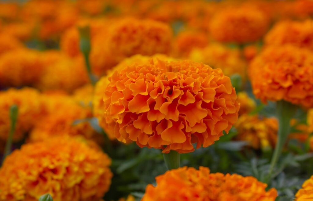 Orange Marigolds (Tagetes erecta, Mexican marigold, Aztec marigold, African marigold) background.