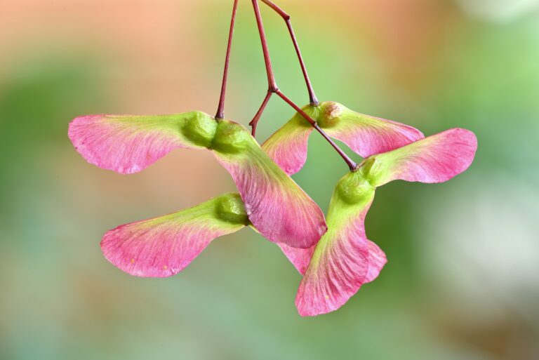 Trees with Helicopter Seeds: Nature’s Whirling Wonders