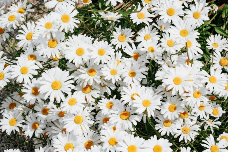 The Ultimate Guide to Growing and Caring for Shasta Daisies